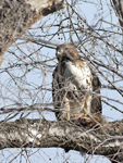 Red tailed Hawk with Squirrel 7005